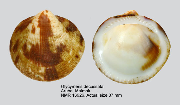 Glycymeris decussata.jpg - Glycymeris decussata(Linnaeus,1758)